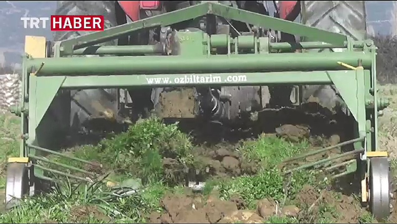 Ödemiş'te organik patates üretimi