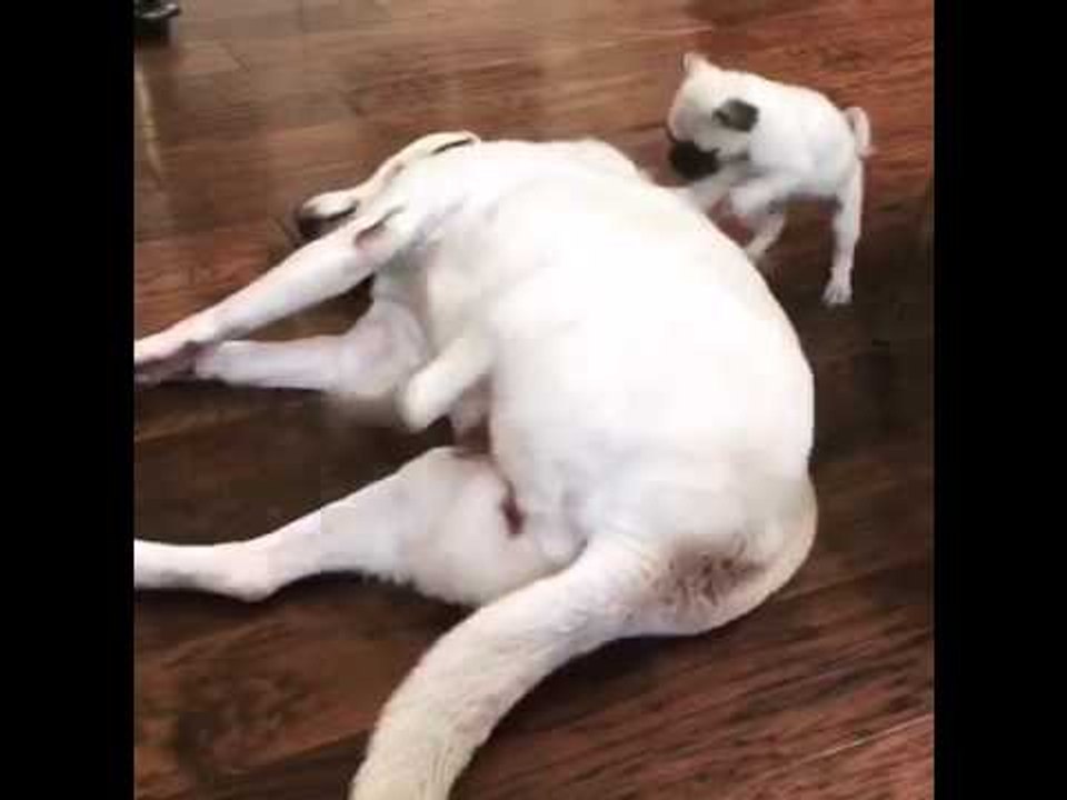 Pug Scratches Back of Much Larger Dog