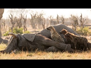 Hyena Crawls Out of Elephant Carcass