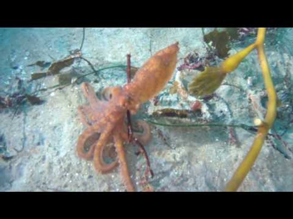 Colorful Octopus Blends Into Its Environment