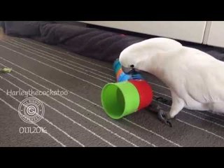 Скачать видео: Rampaging Cockatoo Is Unimpressed With Taped Towers