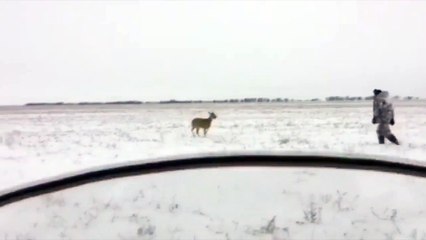 Косуля напала на охотника