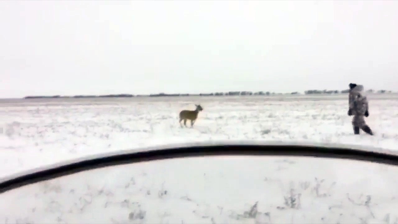 Косуля напала на охотника
