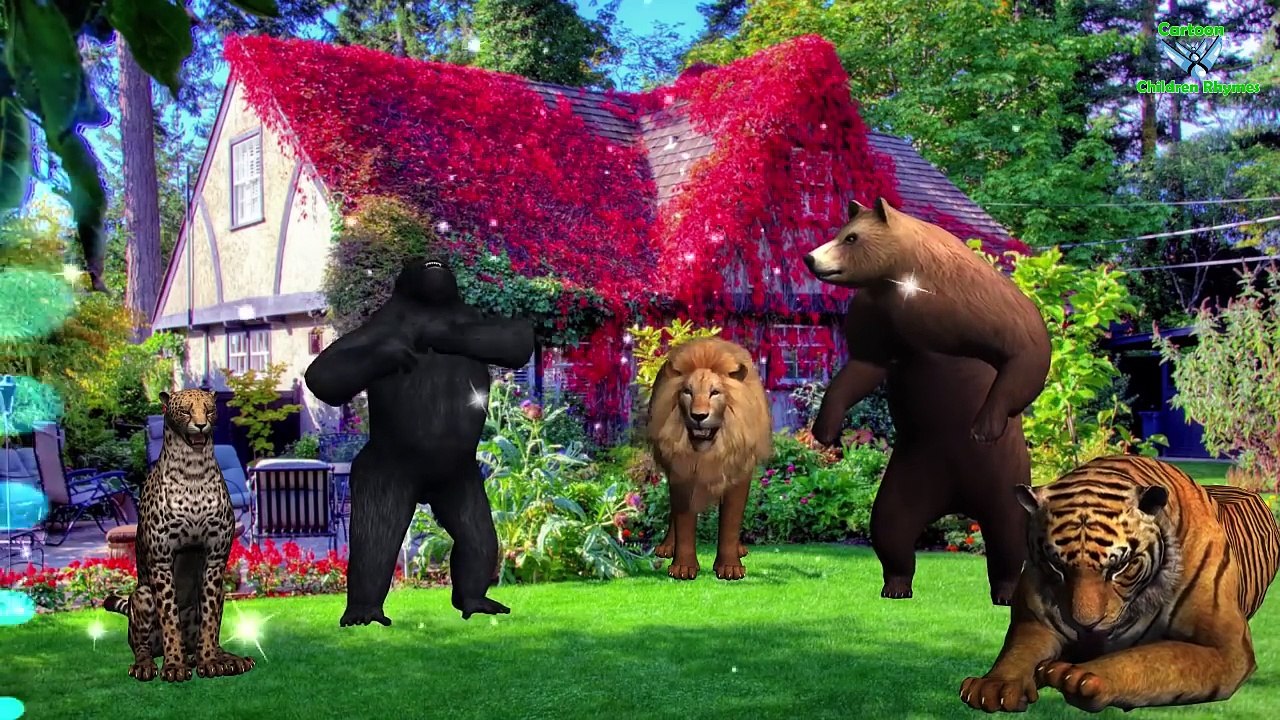 Finger Family With Lion Tiger Gorilla Cheetah Bear || Wild Animals Finger Family Nursery R