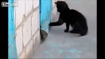 the cat saves puppy