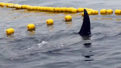 Fishermen release killer whale caught in net