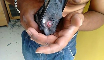 pigeon laying egg on hand |