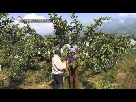 IMS Jambu Kristal Varietas Baru yang Unggul