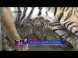 NET12 - Bayi Harimau Sumatera Ramaikan Koleksi Kebun Binatang Medan