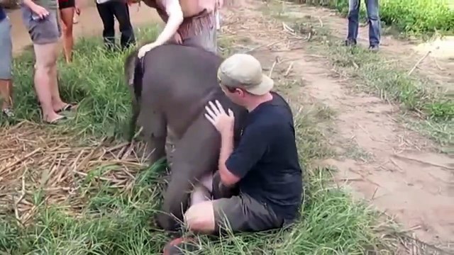 AMOR ANIMAL: Amistades Increibles Les plus étonnantes amitiés entre humains et animaux !