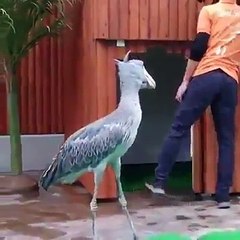 A bird from another planet !