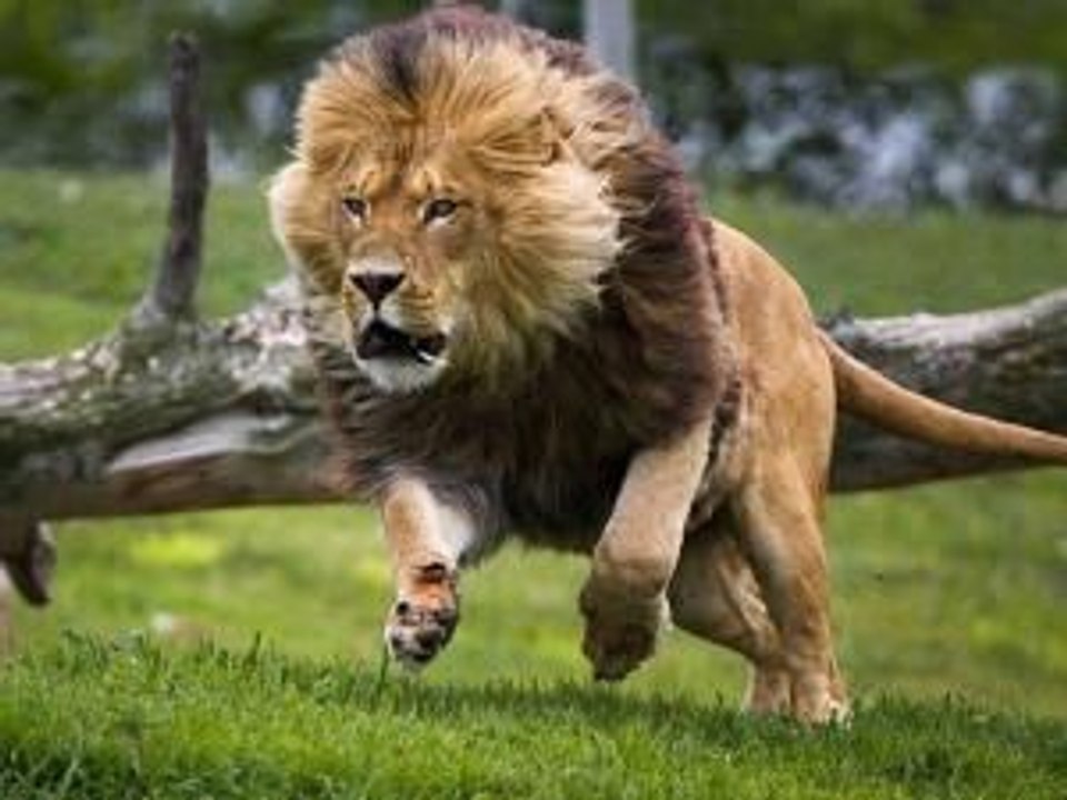 top 15 Buffalo Attacks and Kills Lion amazing Buffalo vs Wild Animal Fights - video Dailymotion