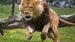 top 15 Buffalo Attacks and Kills Lion amazing Buffalo vs Lion - Wild Animal Fights