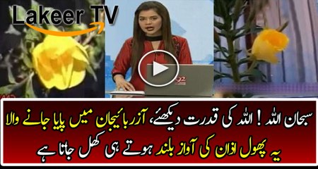 Great Beauty of Nature With Flowers