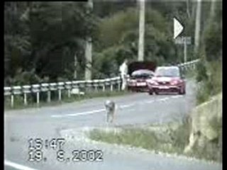 Citroen Saxo crash dog