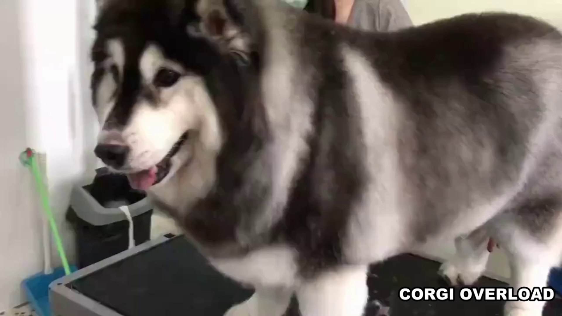 When you mix Corgi and Malamute - video Dailymotion