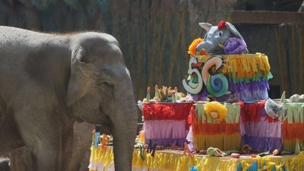 Elefanta guatemalteca "Trompita" sopla 56 velas emocionada con su pastel