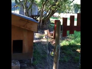 Elle est pas très gentille cette chèvre !