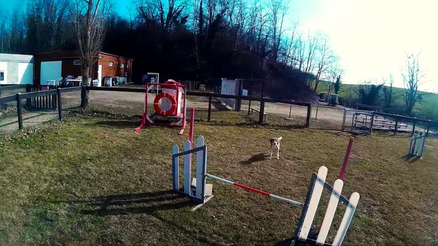 Agility Okami fevrier 2017