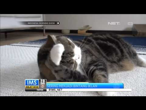 Kucing-kucing yang Menjelma Menjadi Selebriti - IMS