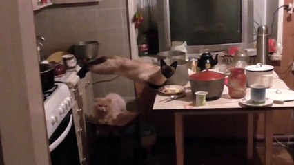Funny cat in Mission Impossible