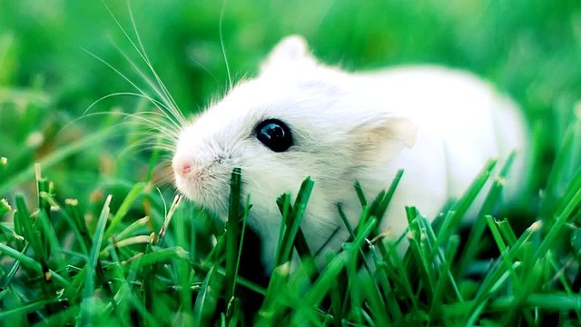 СЛИВКИ ШОУ ПОДАРИЛ МНЕ ХОМЯКА ОТ СТЁПЫ с канала SlivkiShowi