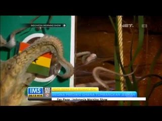 Regina sang gurita peramal paiala dunia 2014 - IMS