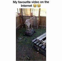 Funny goat riding a turtle