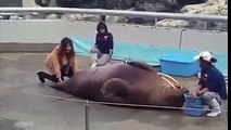 Abs crunches by seal