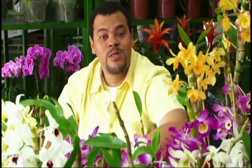 01 - Cosméticos (Perfume)