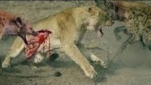 Lion vs Hyena Real craziest animal Fight And Unexpected Results and hyenas attacking lion 2017
