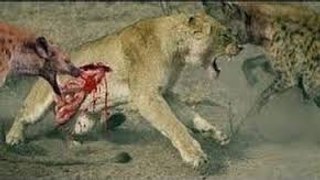 Lion vs Hyena Real craziest animal Fight And Unexpected Results and hyenas attacking lion 2017