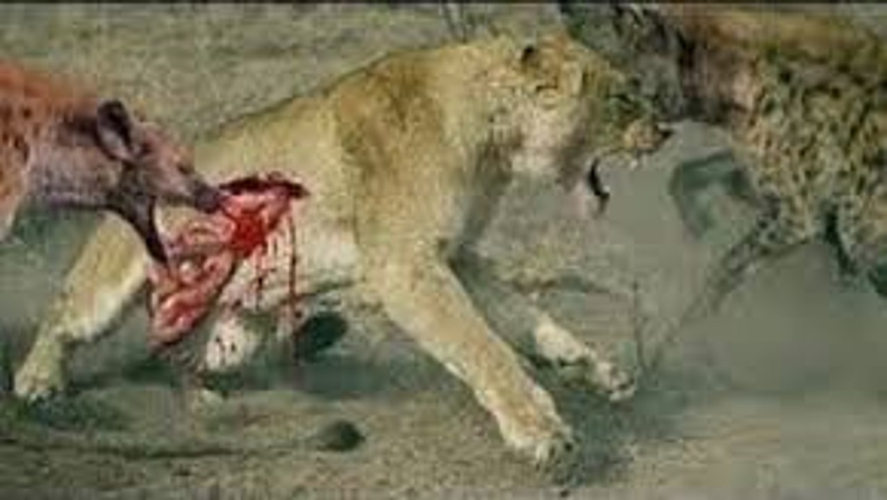 Lion vs Hyena Real craziest animal Fight And Unexpected Results and hyenas attacking lion 2017