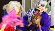 Harley Quinn vs Pink Spidergirl Snowcone prank vs spiderman & frozen Elsa vs Ariel vs Catw