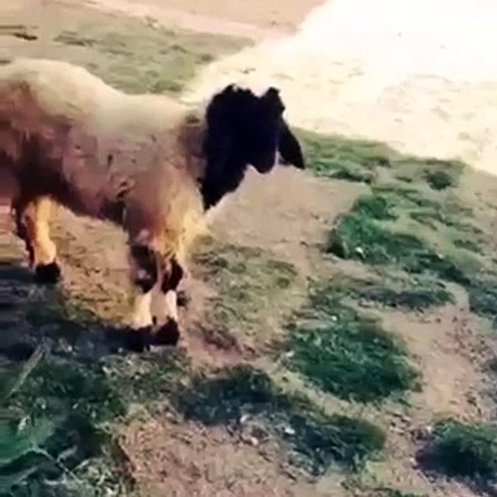 Funny Video|2016| Clip