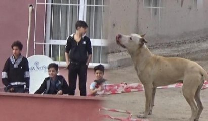 Beş çocuk Pitbull korkusu yüzünden balkonda mahsur kaldı