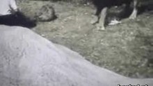 lion