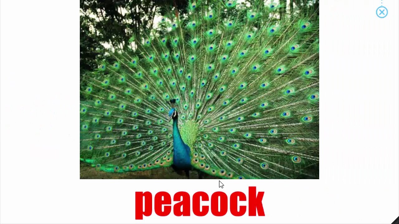 Fun way to Learn English Spelling of 17 English Words