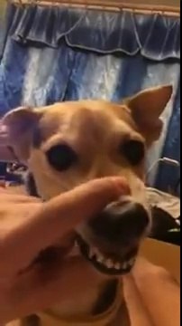 Une drôle de façon de faire chanter son chien!