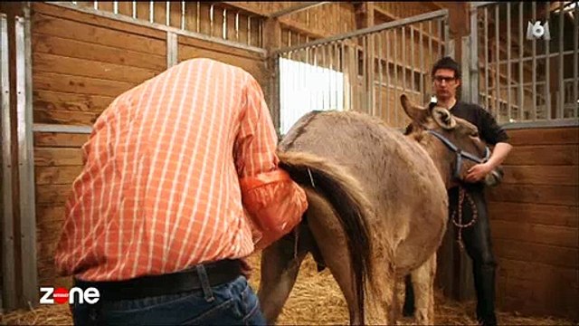 La mort d'un ânon bouleverse ses éleveurs dans Zone interdite sur M6 - Regardez