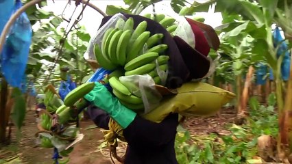 Captivating Video Of How Bananas Are Made At Plantations