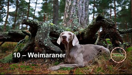 TOP 10 Stubborn Dog  Breeds  in The World and  Amazing Dogs i_xvid