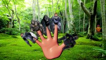 Crazy Gorilla Finger family | Nursery Rhymes for Children | Finger Family Songs