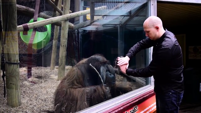 Orangutan sihirbazlık karşısında şok oldu...