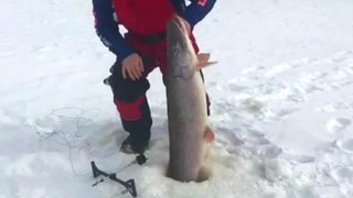 Canadian Ice Fisherman Catches Massive Pike
