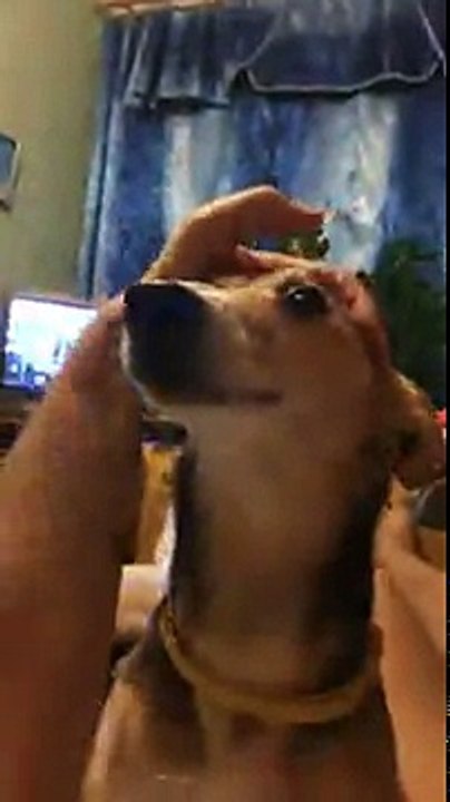 Le cri de ce chien est si étrange qu'on se demande si c'est un humain ou un chien