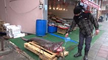 Çorlu - Marmara Denizi'nde 3 Metrelik Köpek Balığı Yakaladı