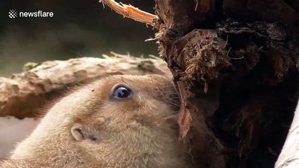 Prairie dog reacts hilariously to being caught