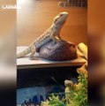 il apprend à son lézard à faire coucou de la patte