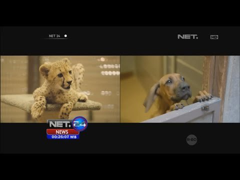 Anjing dan Cheetah berteman satu kandang - NET24
